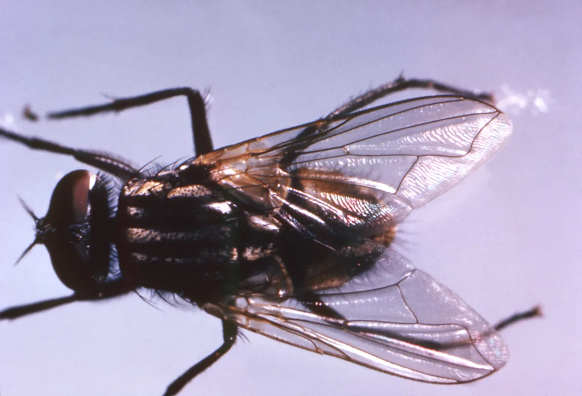House fly seen from above with dark stripes on its gray thorax