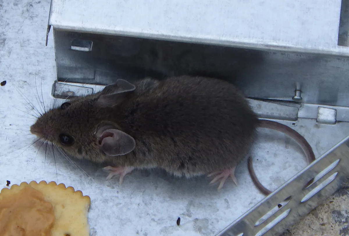 Gray-brown house mouse with large ears and a long, thin tail at the open end of a metal live-catch trap, with a cracker spread with bait beside it