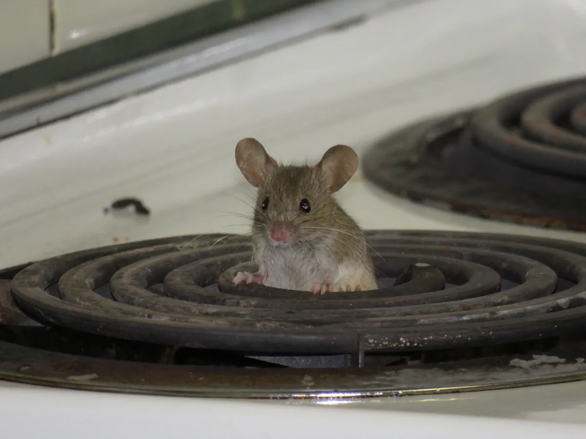 House mouse peering out of the coil burner of a kitchen stove