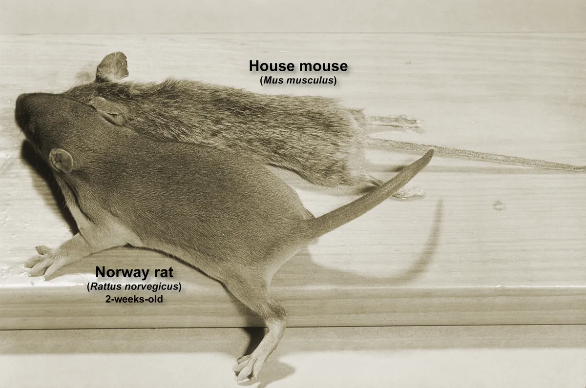 Sepia photograph of a house mouse lying above a 2-week-old Norway rat on a wooden board, each labeled with its common and scientific name