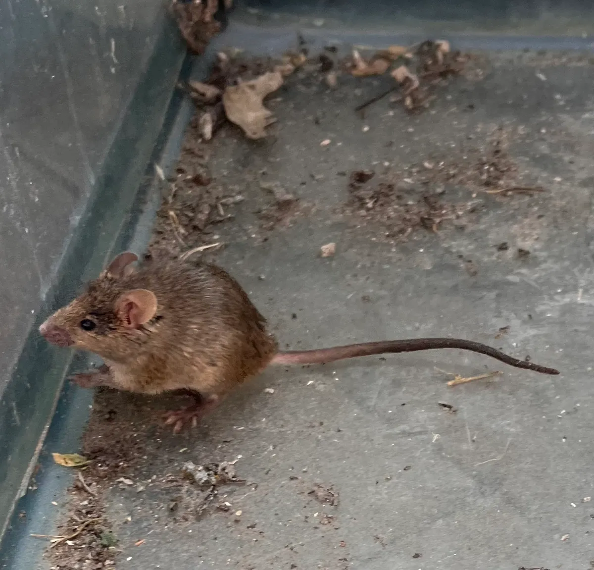 Small brown house mouse on a gray concrete floor beside a wall, seen from the side, with large rounded ears, a pointed snout and a long, thin tail