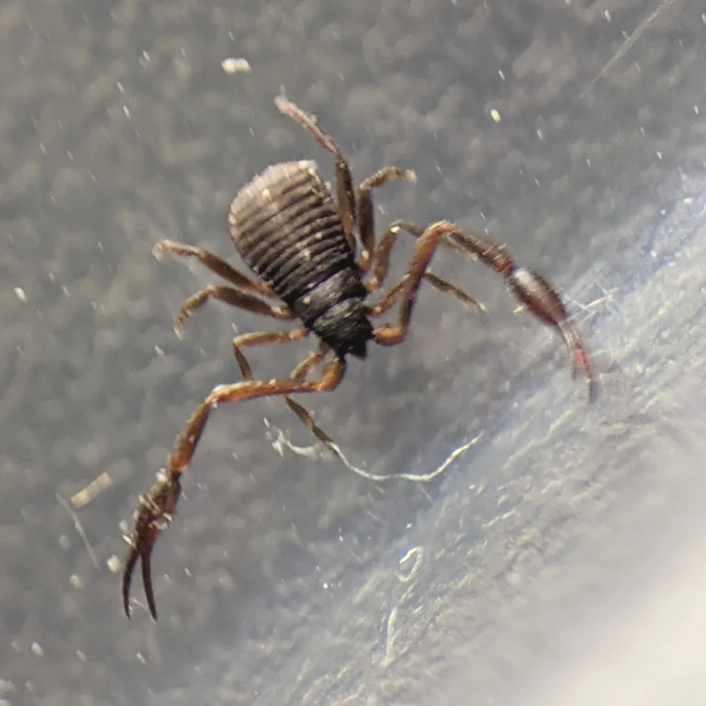 A dark brown house pseudoscorpion with a ridged, rounded abdomen and two long, reddish pincer arms reaching out ahead of its legs, on gray plastic