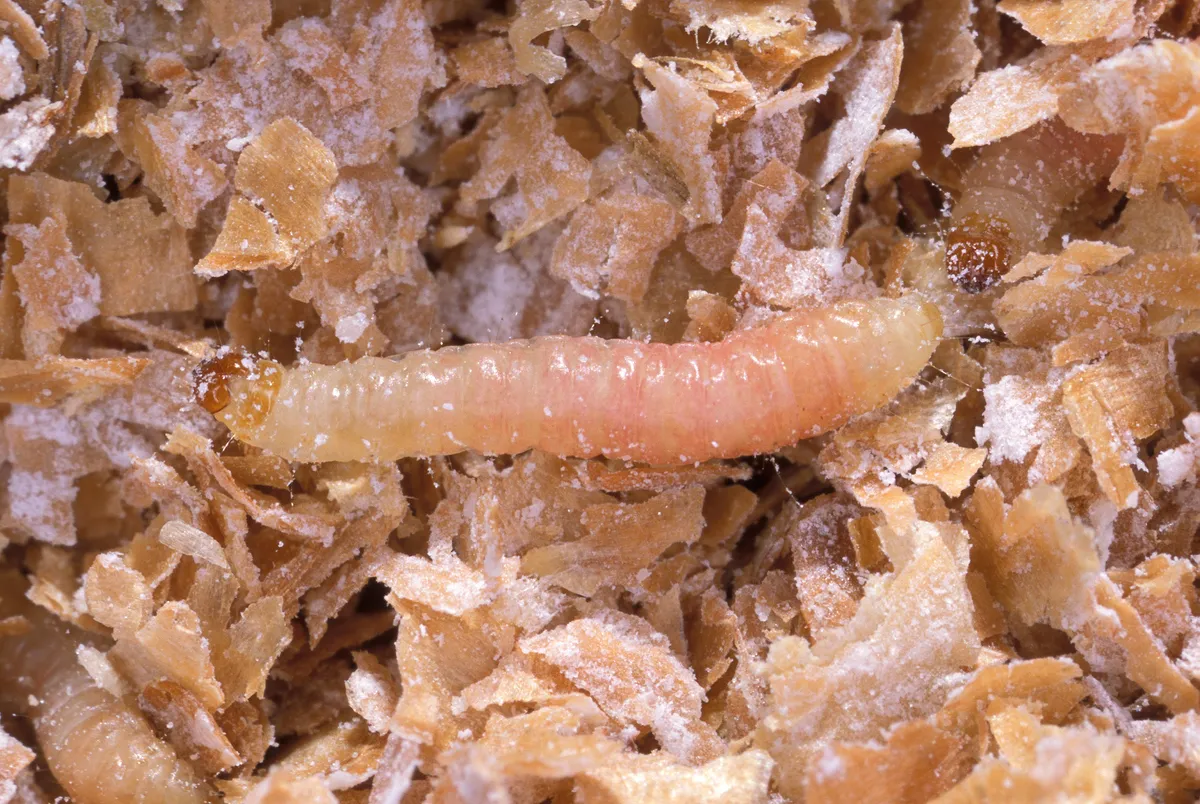 Pale, pinkish-cream caterpillar with a brown head crawling across a pile of powdery cereal flakes