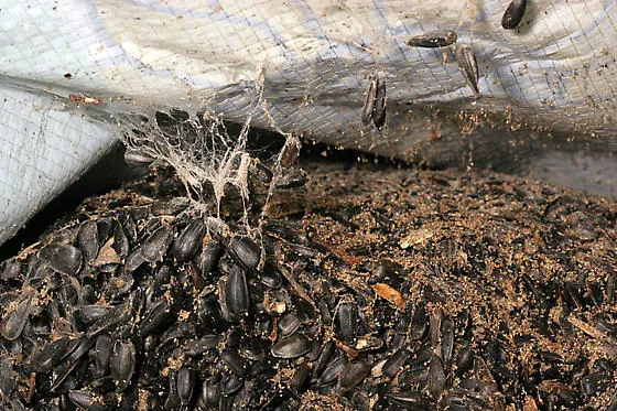 Clumps of silk webbing and brown droppings binding black sunflower seeds together inside an opened woven sack