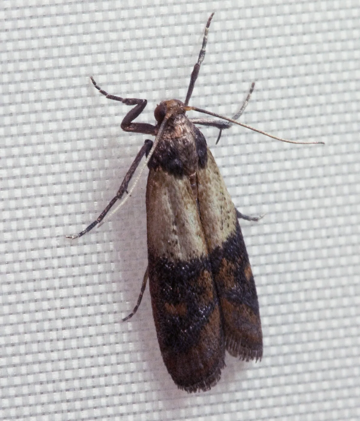 Indian meal moth resting on gray mesh with its wings folded along its body, pale gray-tan near the head and coppery reddish brown with dark bands toward the tips