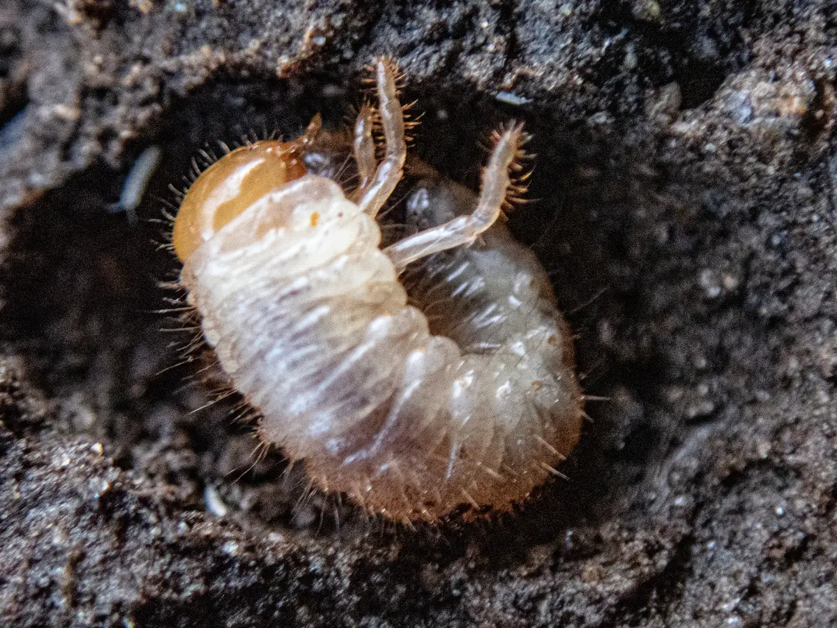 C-shaped white Japanese beetle grub with an orange head in dark soil