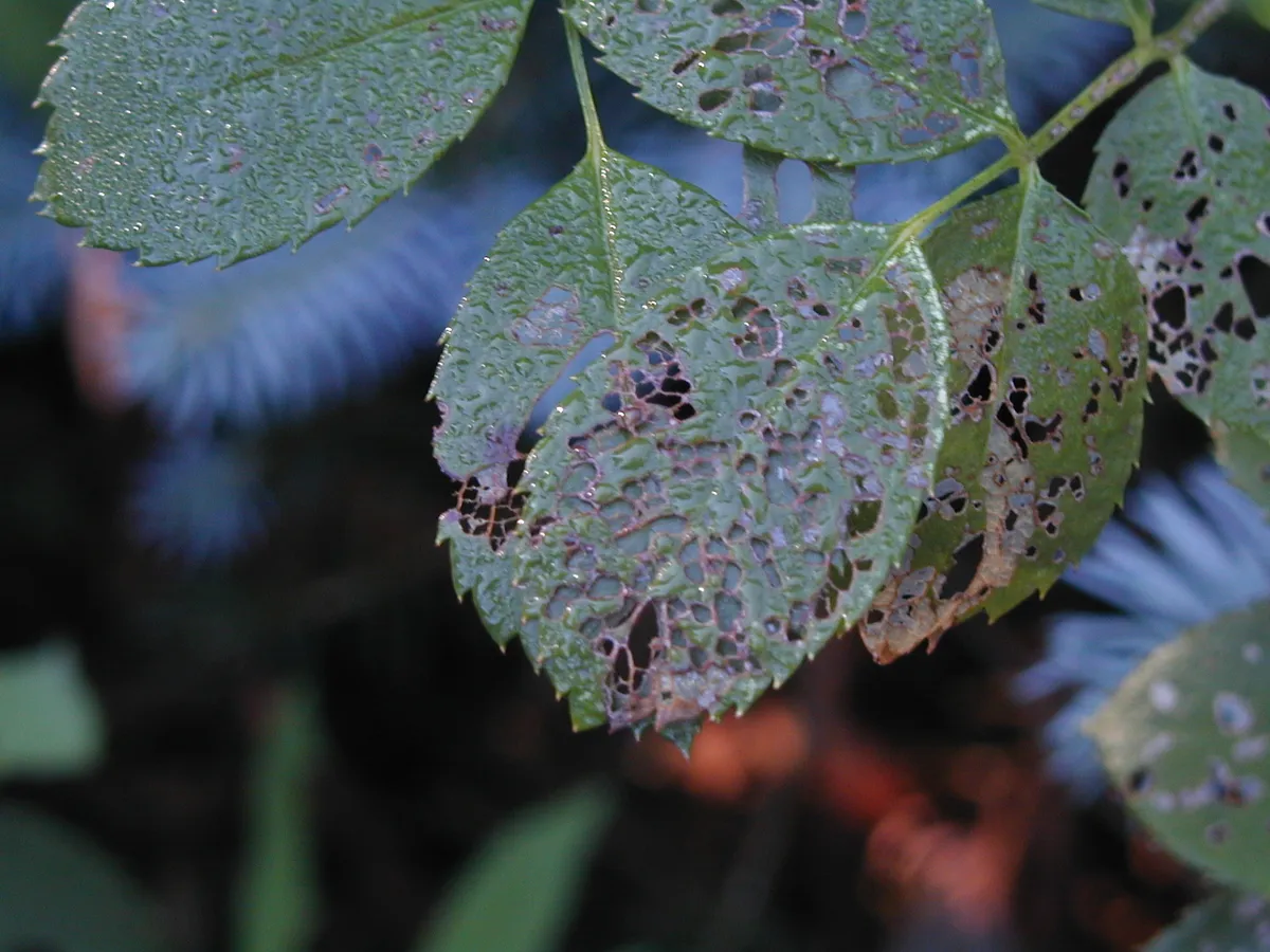 Rose leaves beaded with water drops and riddled with small holes between the veins, the worst-hit leaflet reduced to a lacy, brown-edged skeleton