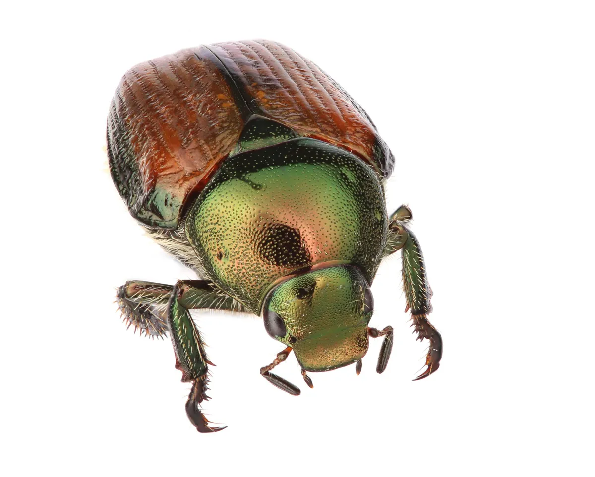 Japanese beetle with a metallic green head and thorax and ridged copper-brown wing covers, on a white background