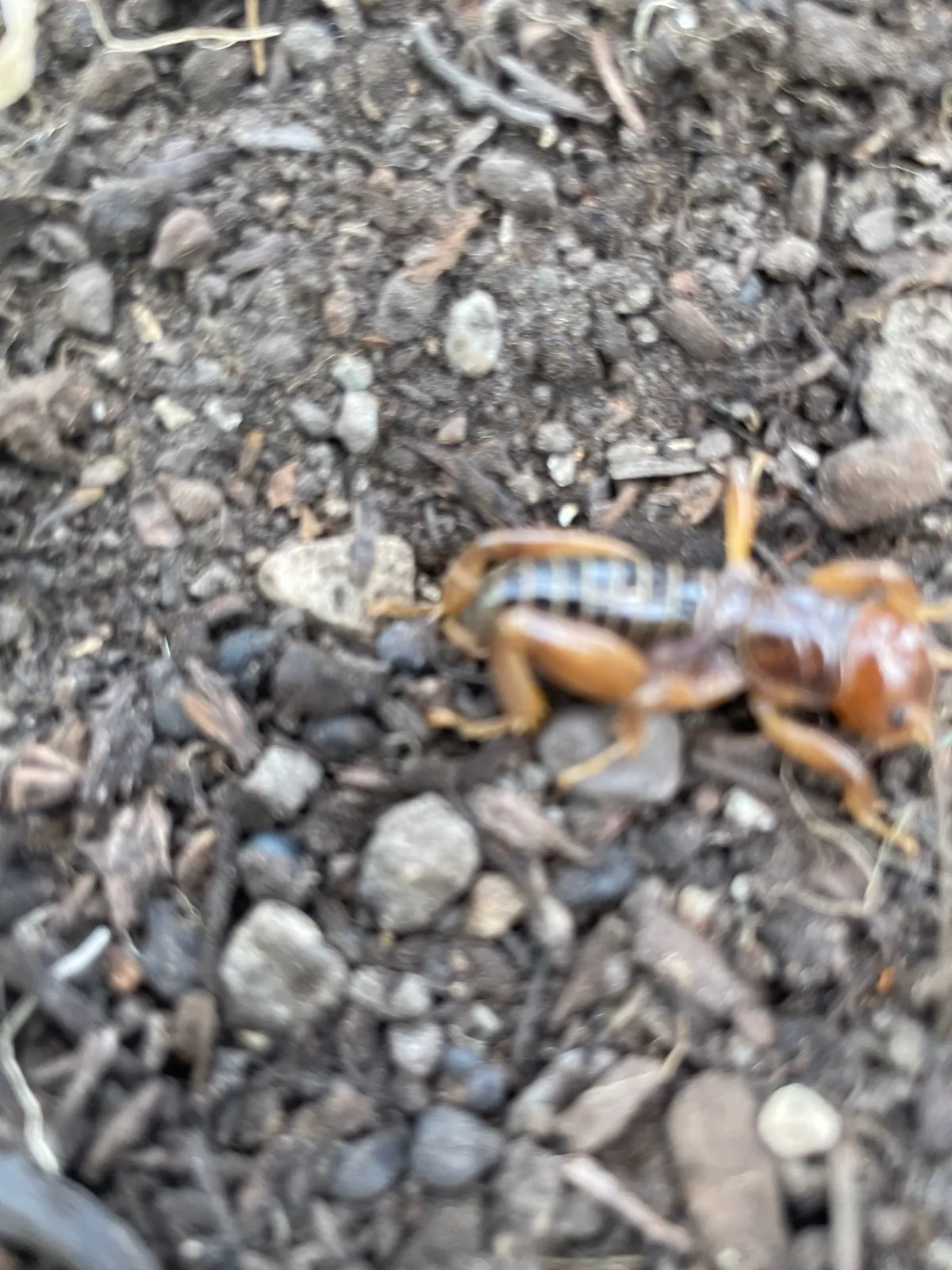 Orange-brown Jerusalem cricket with a striped abdomen walking across dark garden soil with wood chips and small stones