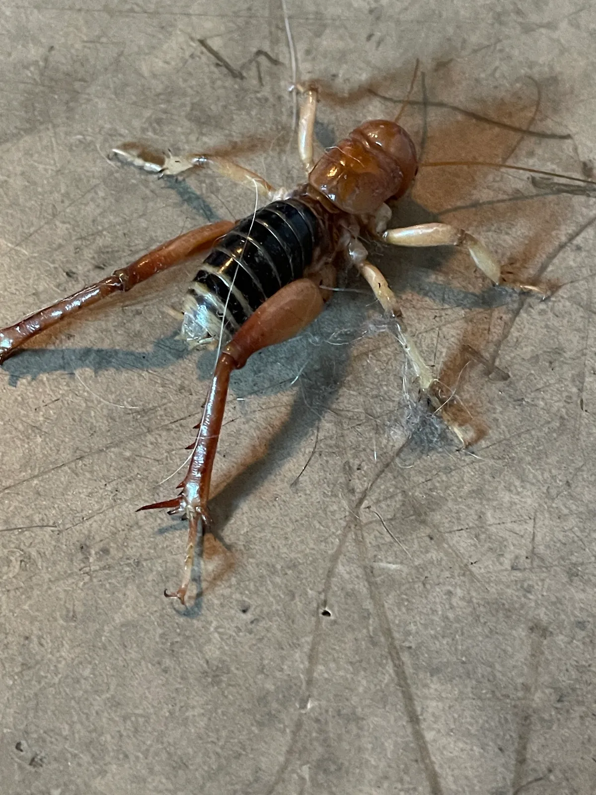 Jerusalem cricket with a glossy orange-brown head and a black-and-cream banded abdomen on a gray floor, one long spiny hind leg stretched out