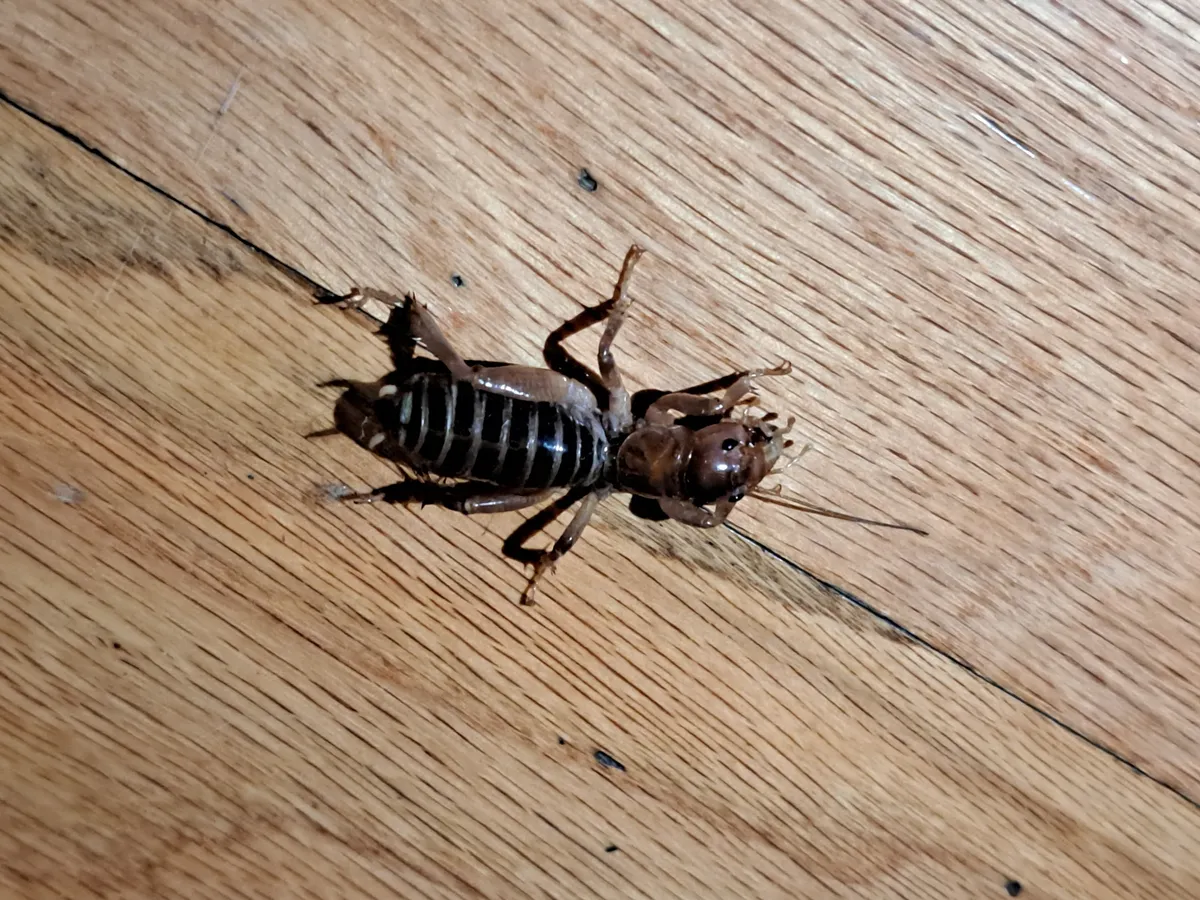 Jerusalem cricket with a shiny brown head, spiny legs and a black-and-white banded abdomen on a honey-colored wood floor