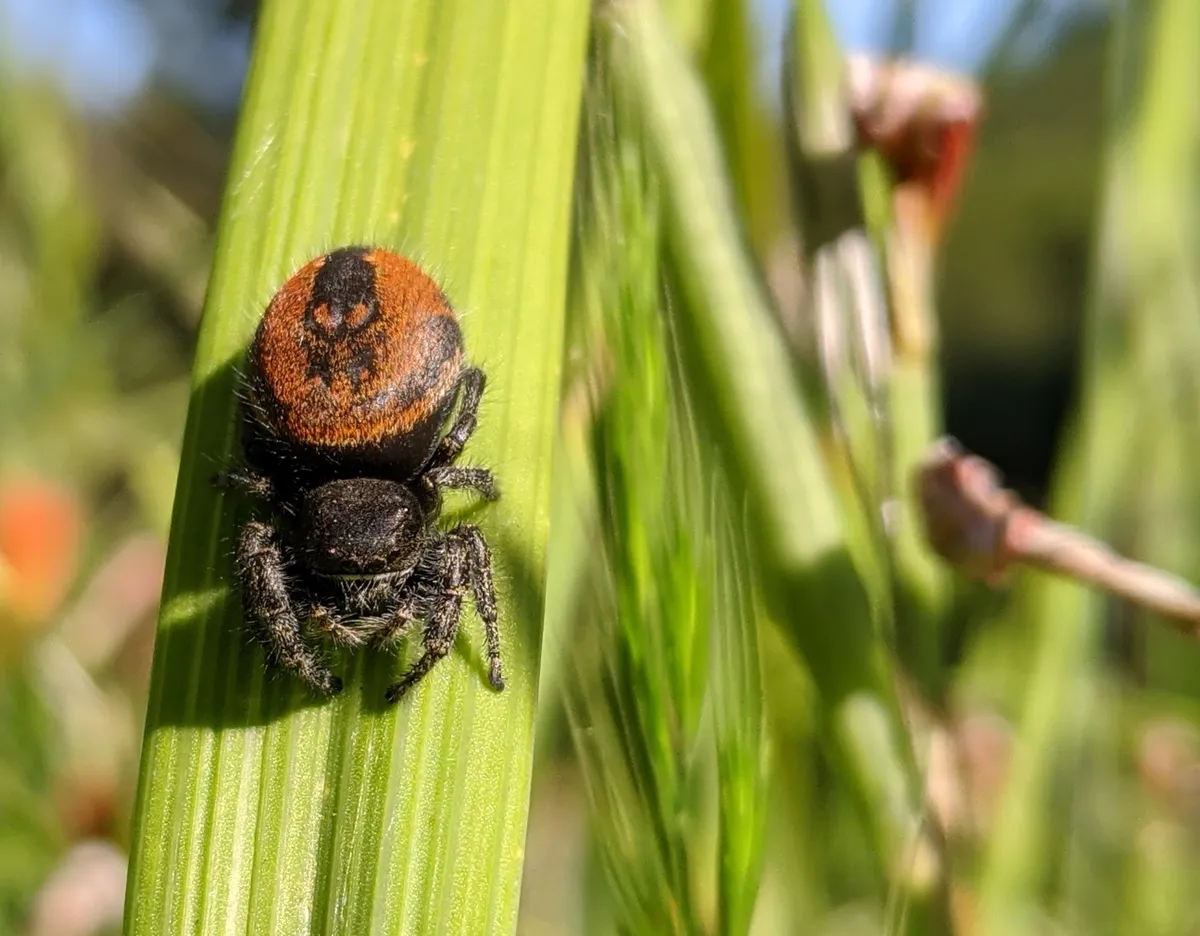 Johnson's jumping spider on a green grass blade, a hairy black spider with a red-orange abdomen marked with a black stripe and spots