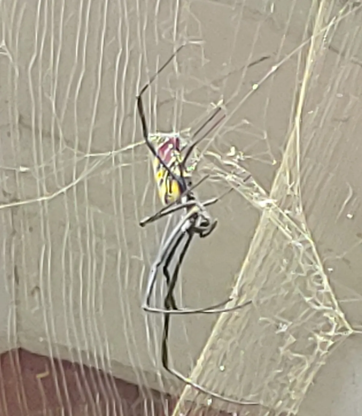 Yellow-banded joro spider in a golden web against beige house siding beside a front door