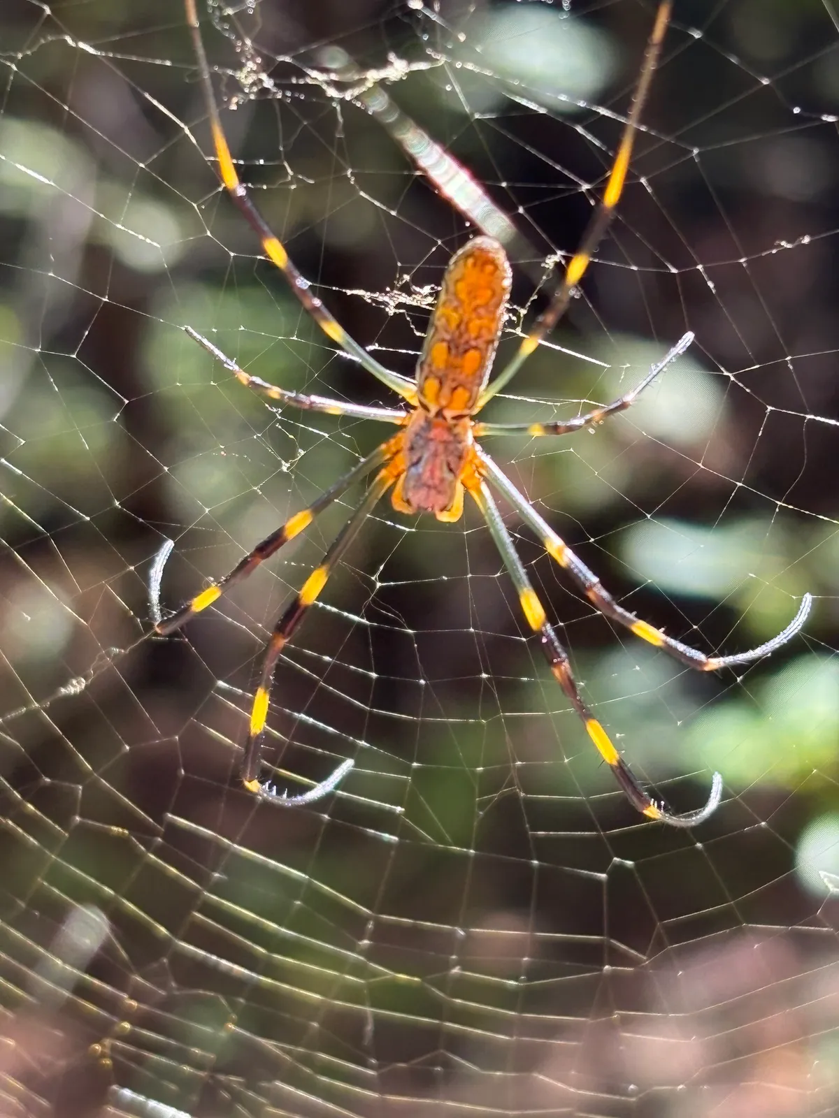 Joro spider hanging in a large web, with an orange and yellow patterned body and long legs banded black and yellow
