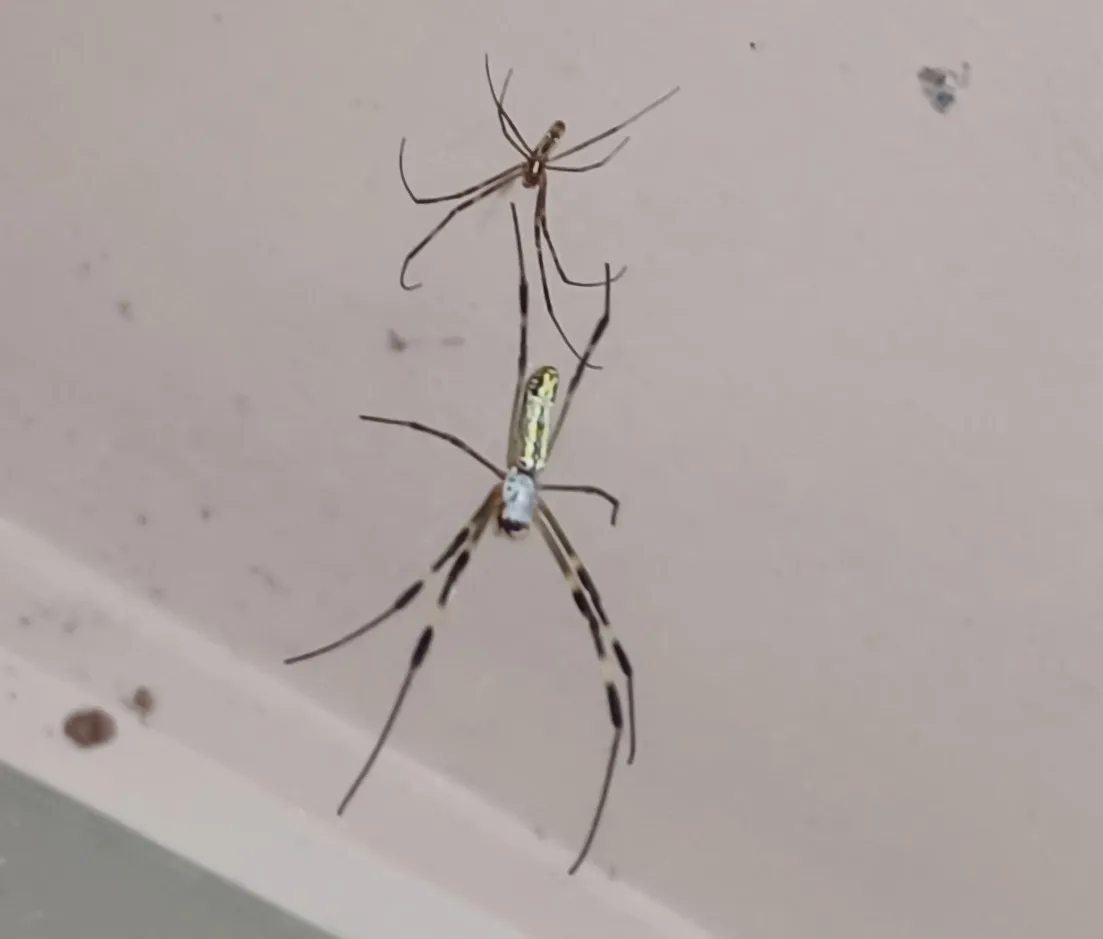 Large yellow-banded joro spider and a much smaller brown joro spider in one web against white trim on a house