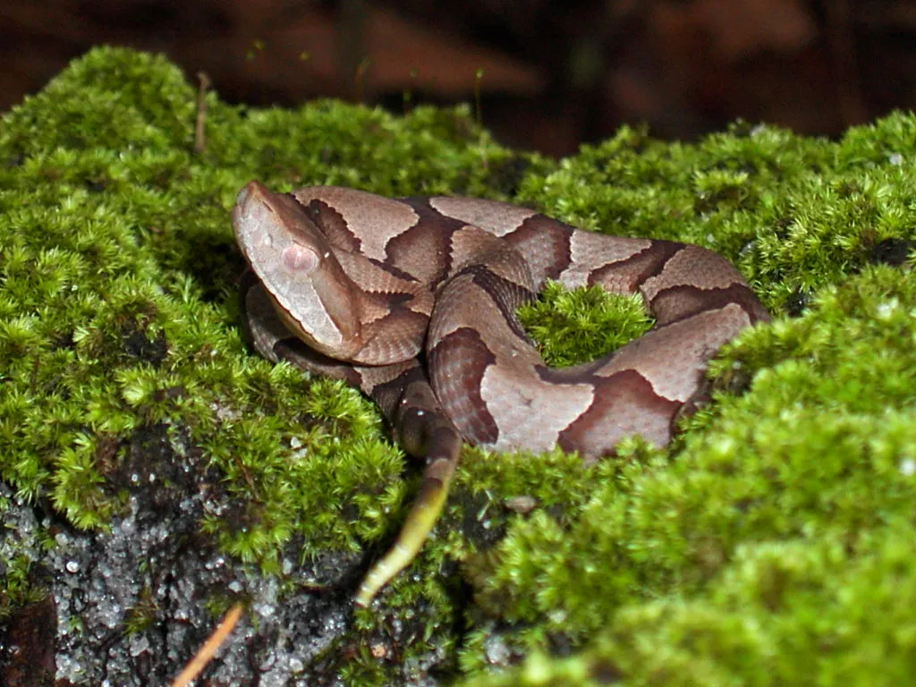 Young copperhead coiled on green moss, pinkish tan with chestnut hourglass-shaped crossbands, a plain head and a pale yellow-green tail tip hanging over the edge of the moss