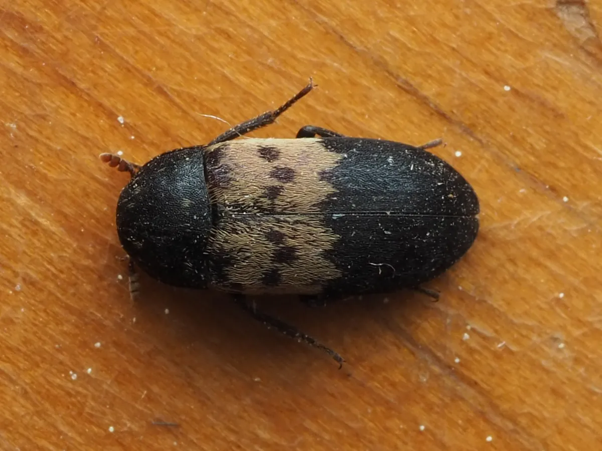 Dark brown larder beetle with a pale tan band across its wing covers