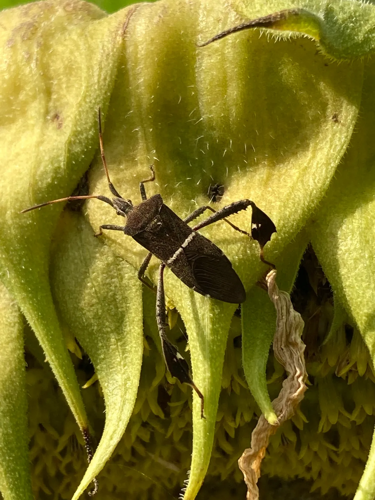 Dark brown eastern leaf-footed bug with flattened hind legs on a sunflower head