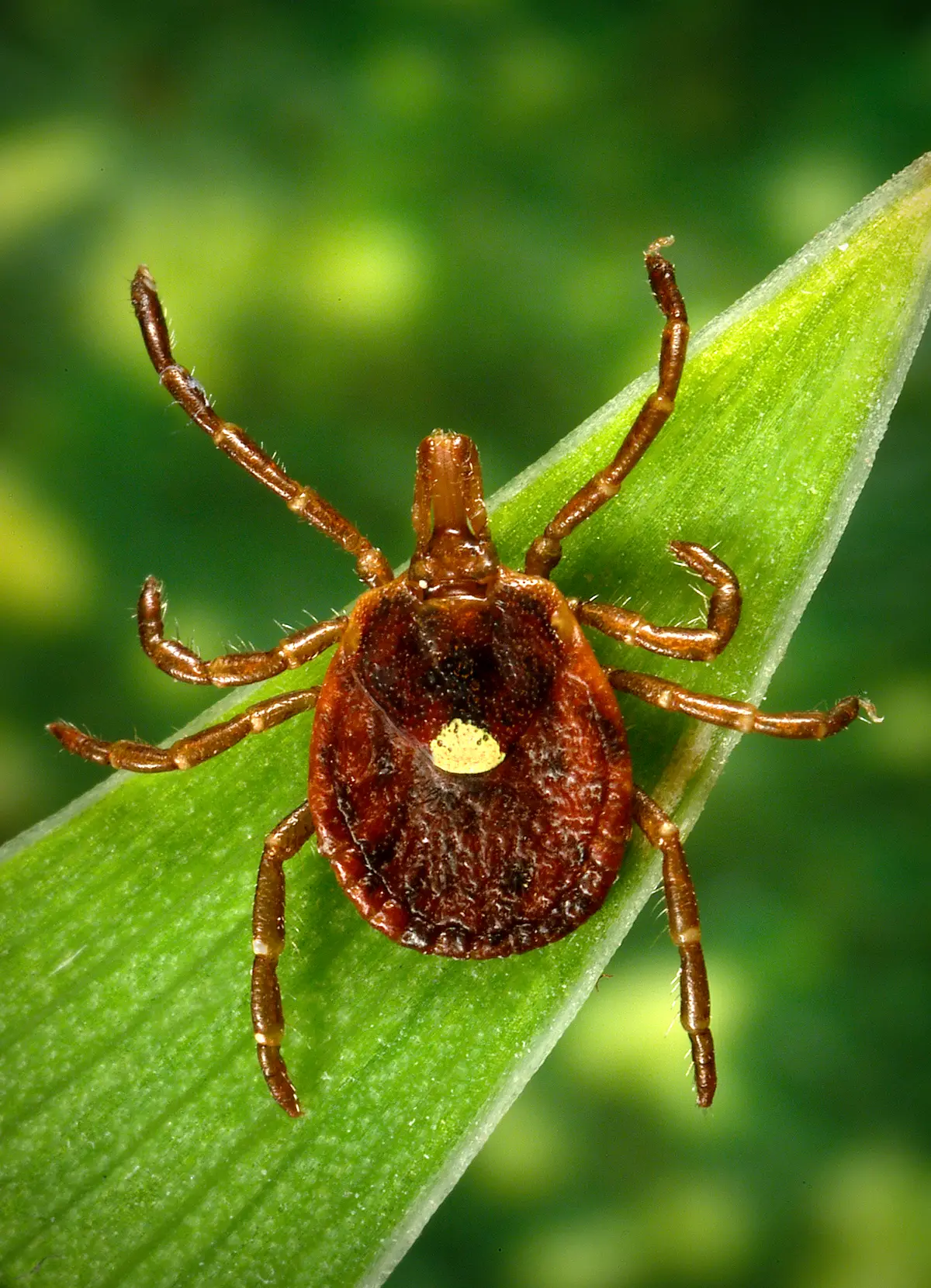 Adult female lone star tick on a green leaf, reddish-brown with long mouthparts and a single pale spot in the middle of its back
