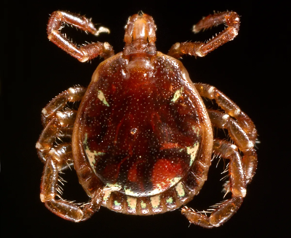 Adult male lone star tick on a black background, dark reddish-brown with no central spot and small pale marks near the rear edge of its shield