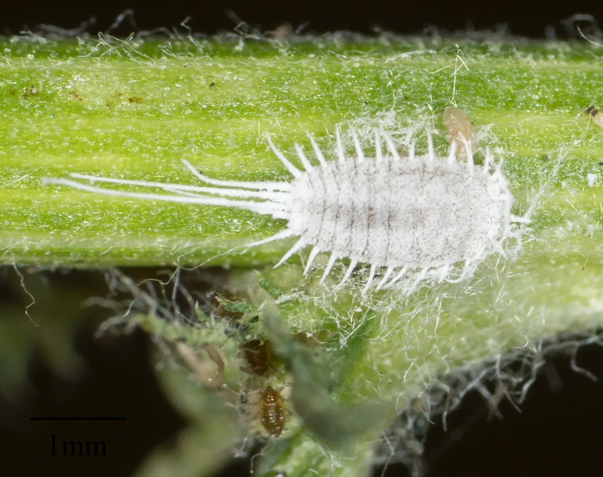 White, waxy long-tailed mealybug with long tail filaments on a green plant stem, beside a 1 mm scale bar
