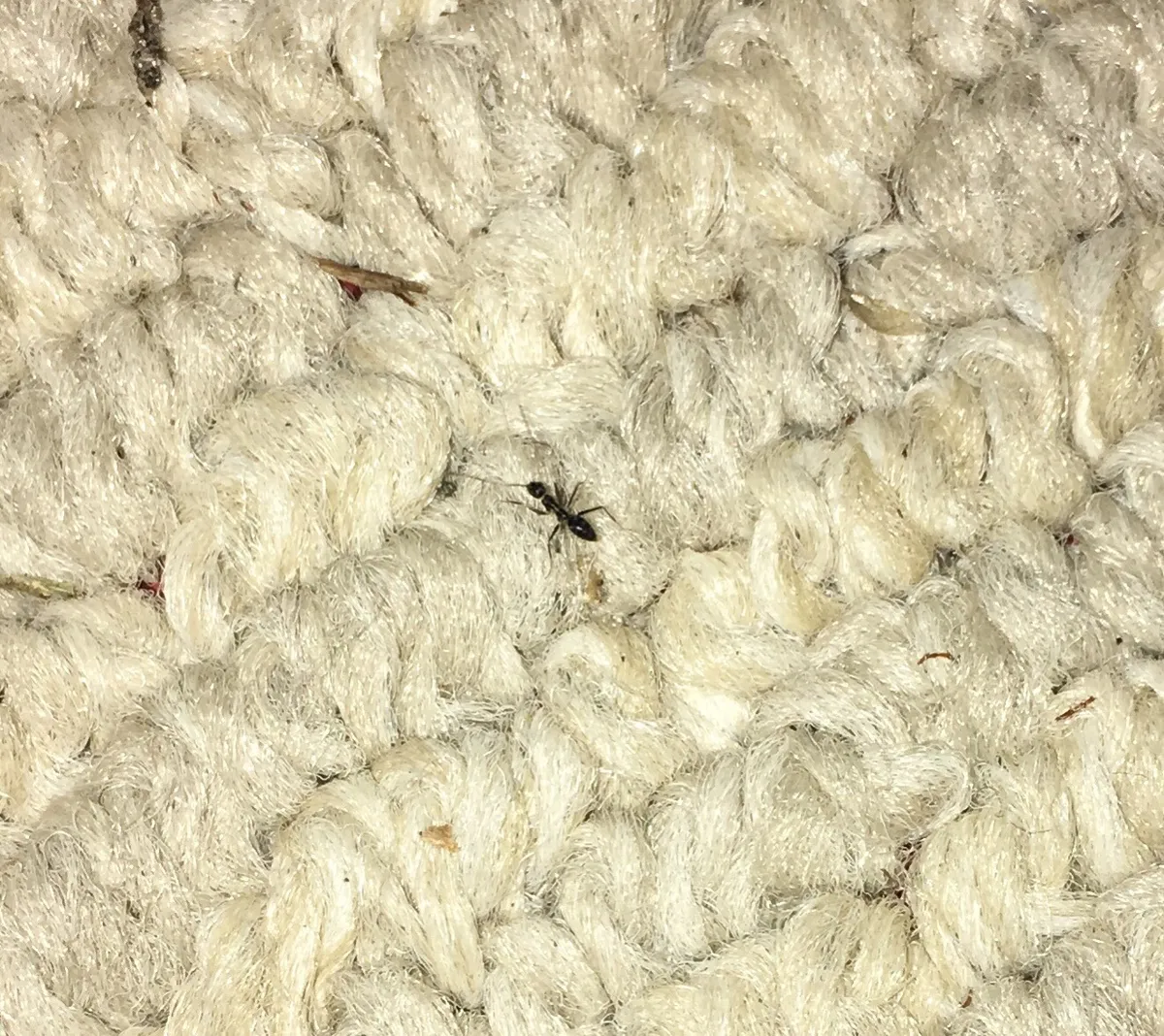 One small black ant with long, thin legs and long antennae on thick cream-colored loop carpet