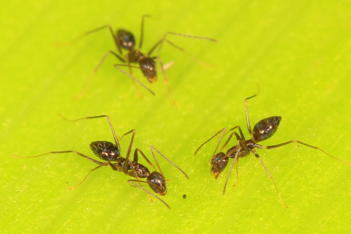 Three small, dark brown to black ants with very long, thin legs and long antennae walking on a bright green leaf