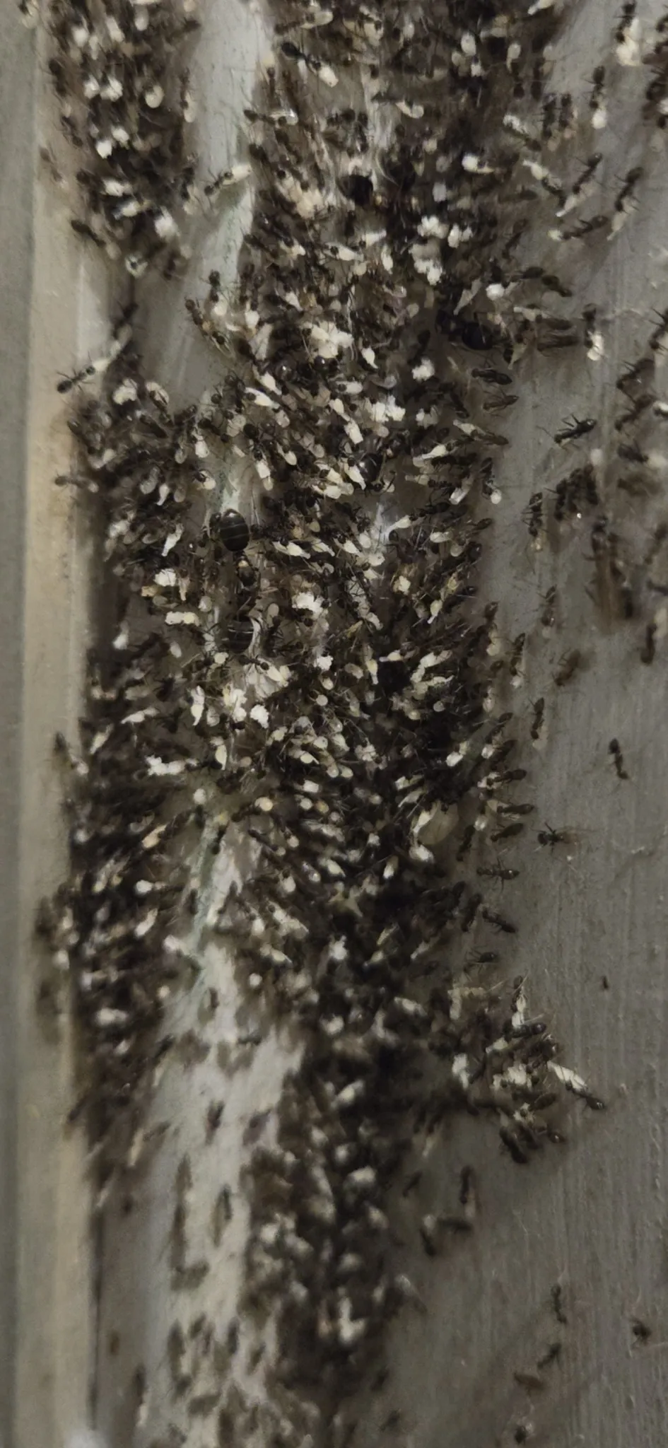 A dense mass of small dark ants, many of them carrying white brood, crowded over a gray painted vertical surface