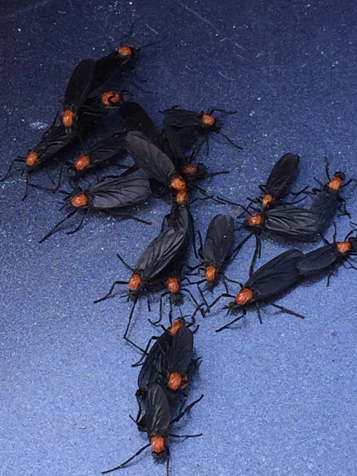 About twenty black lovebugs with red-orange thorax tops crowded together on a blue surface, several joined tail to tail in pairs
