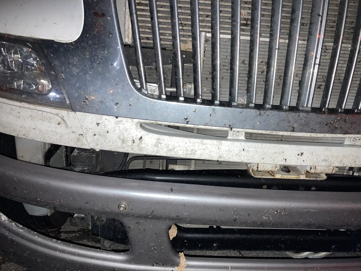Front of a vehicle with dark lovebug remains spattered over chrome grille bars, a white trim panel and a gray bumper, a headlight at left