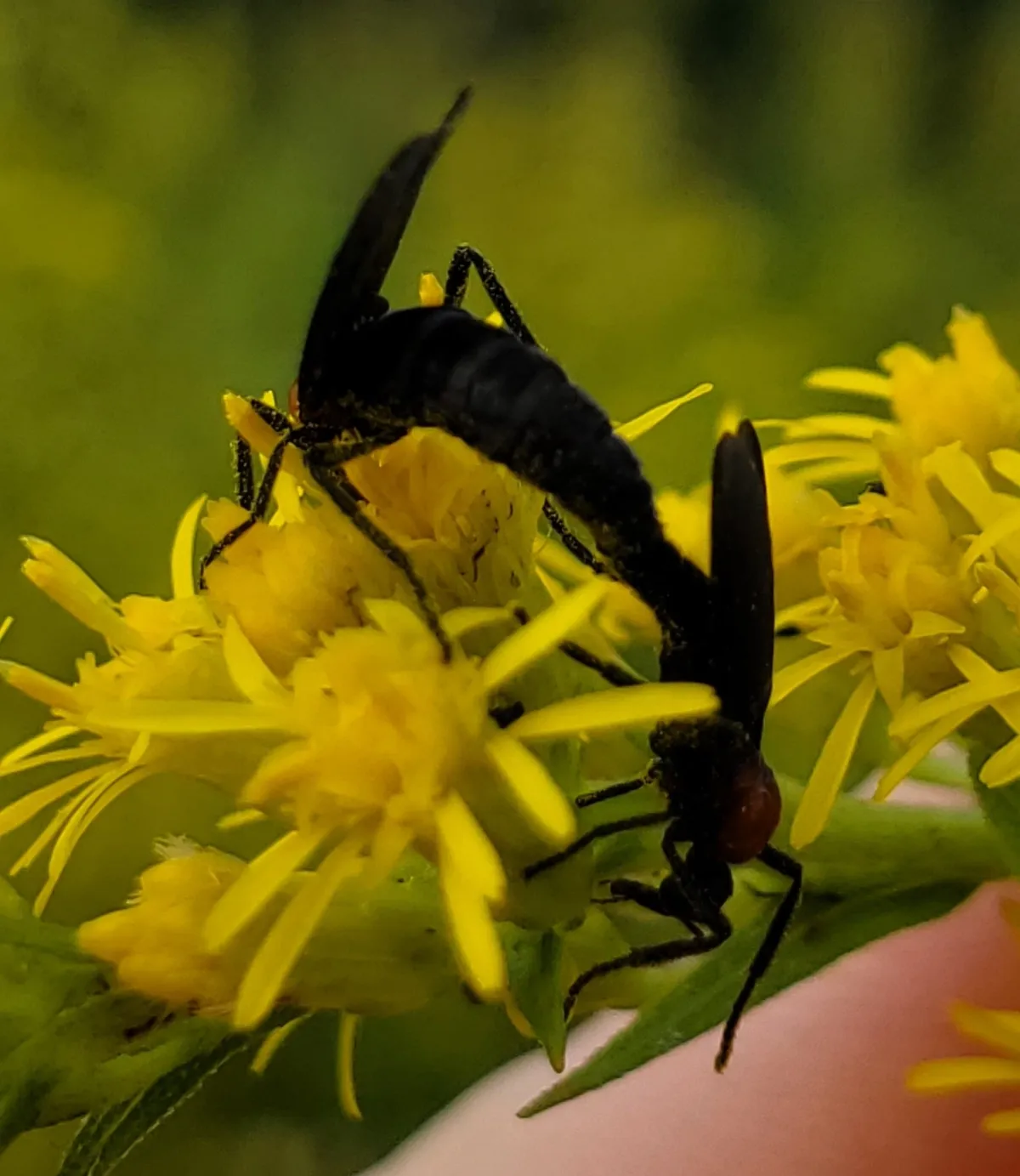 Two dull black lovebugs joined end to end on yellow flowers, the lower one showing a red-orange patch just behind its head