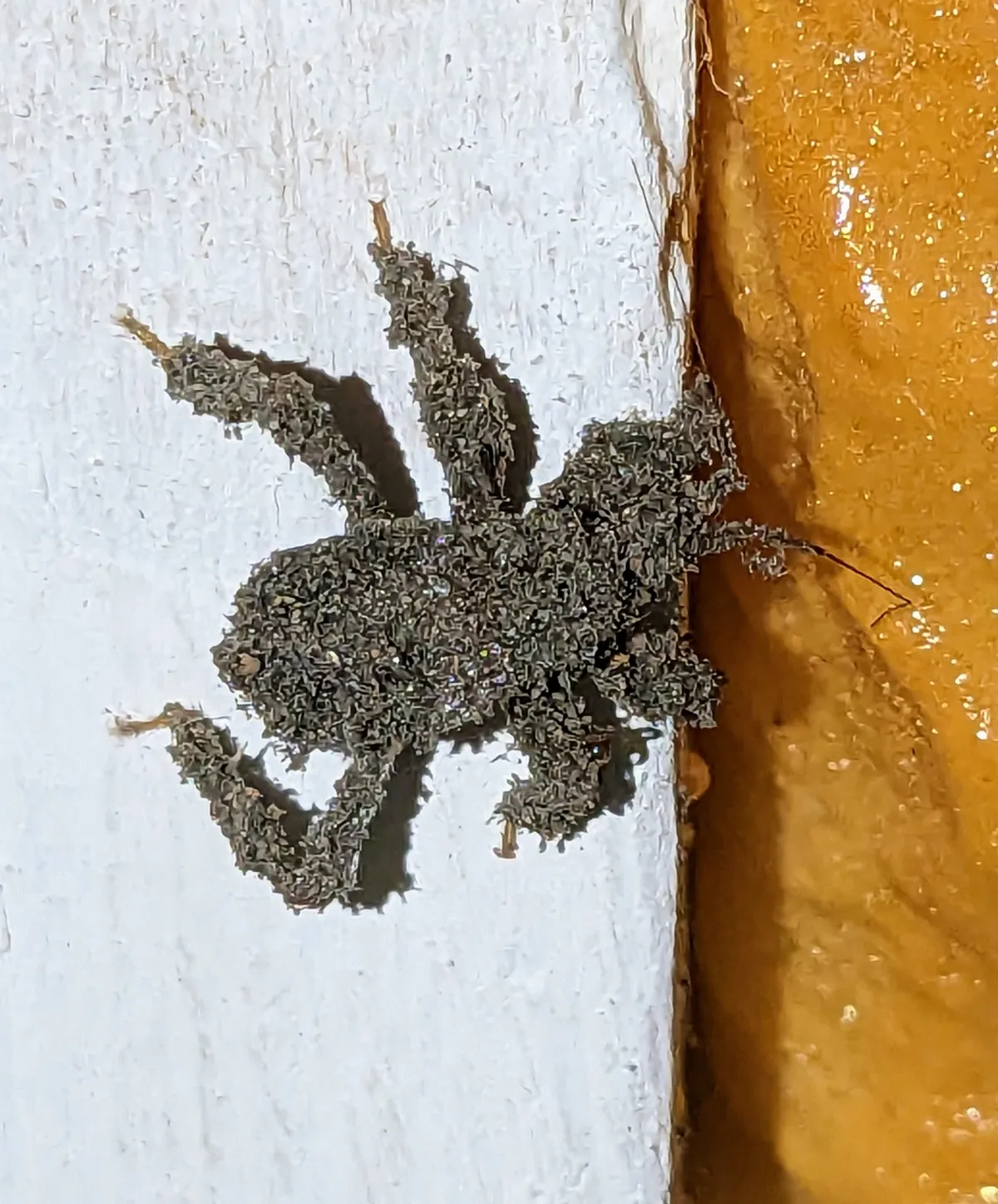 Gray, fuzzy-looking bug coated in dust and lint with its legs spread, on white-painted wood beside a wooden edge
