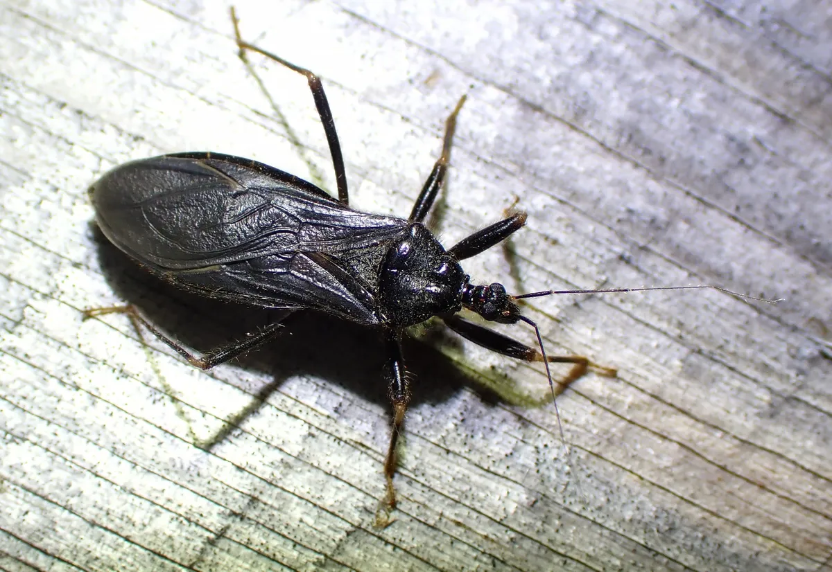 Slender, entirely black masked hunter on gray weathered wood, lit by a camera flash, with thin antennae and no colored edge to its body