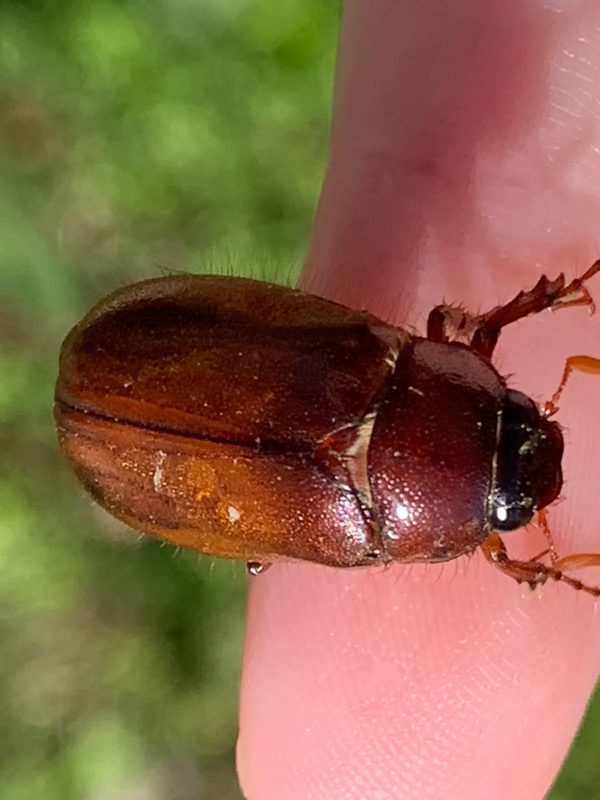 Stout reddish-brown May beetle with a shiny back, resting on a person's fingertip outdoors
