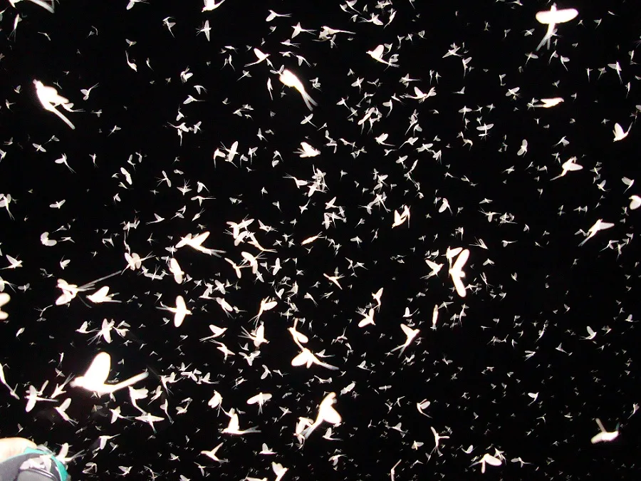 Thousands of mayflies glowing white against a black night sky