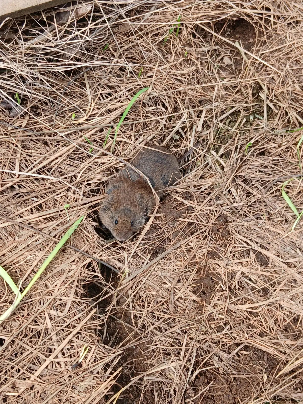 Small brown vole with a blunt face and tiny ears looking out of a hole in matted dead grass, a shallow runway leading away