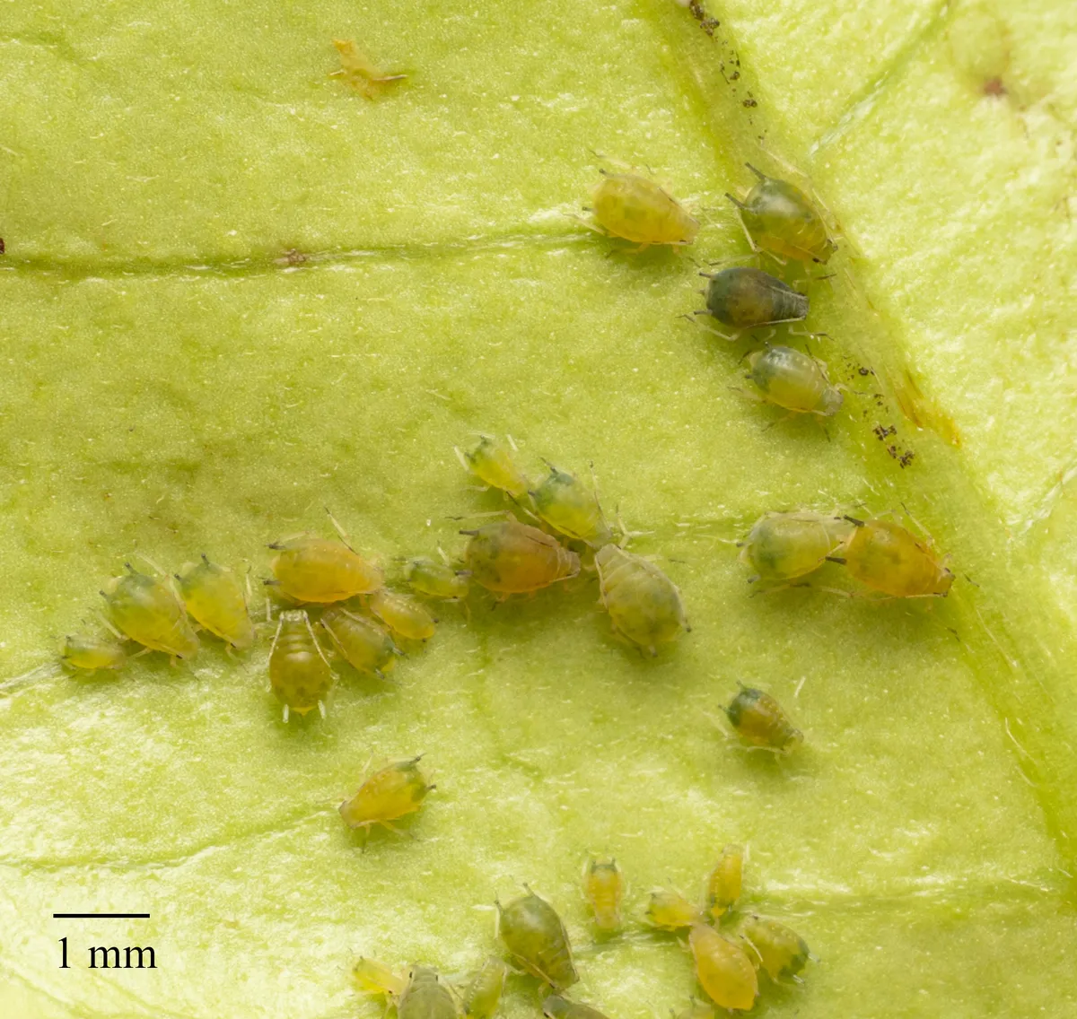 Colony of yellow-green and dark green aphids of mixed sizes on the pale underside of a leaf, beside a 1 mm scale bar