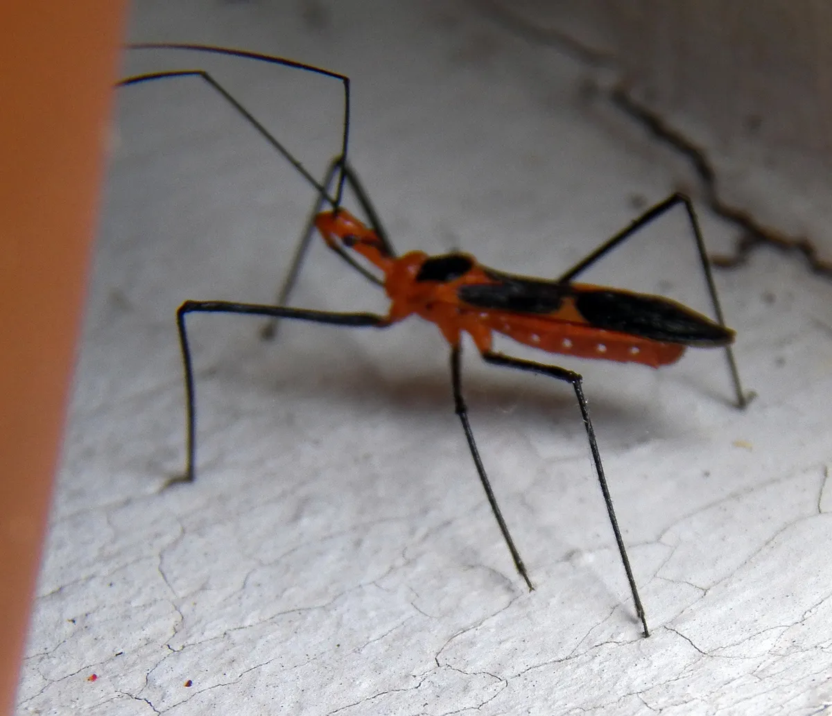 Orange and black milkweed assassin bug standing on a white wall on very long, thin black legs