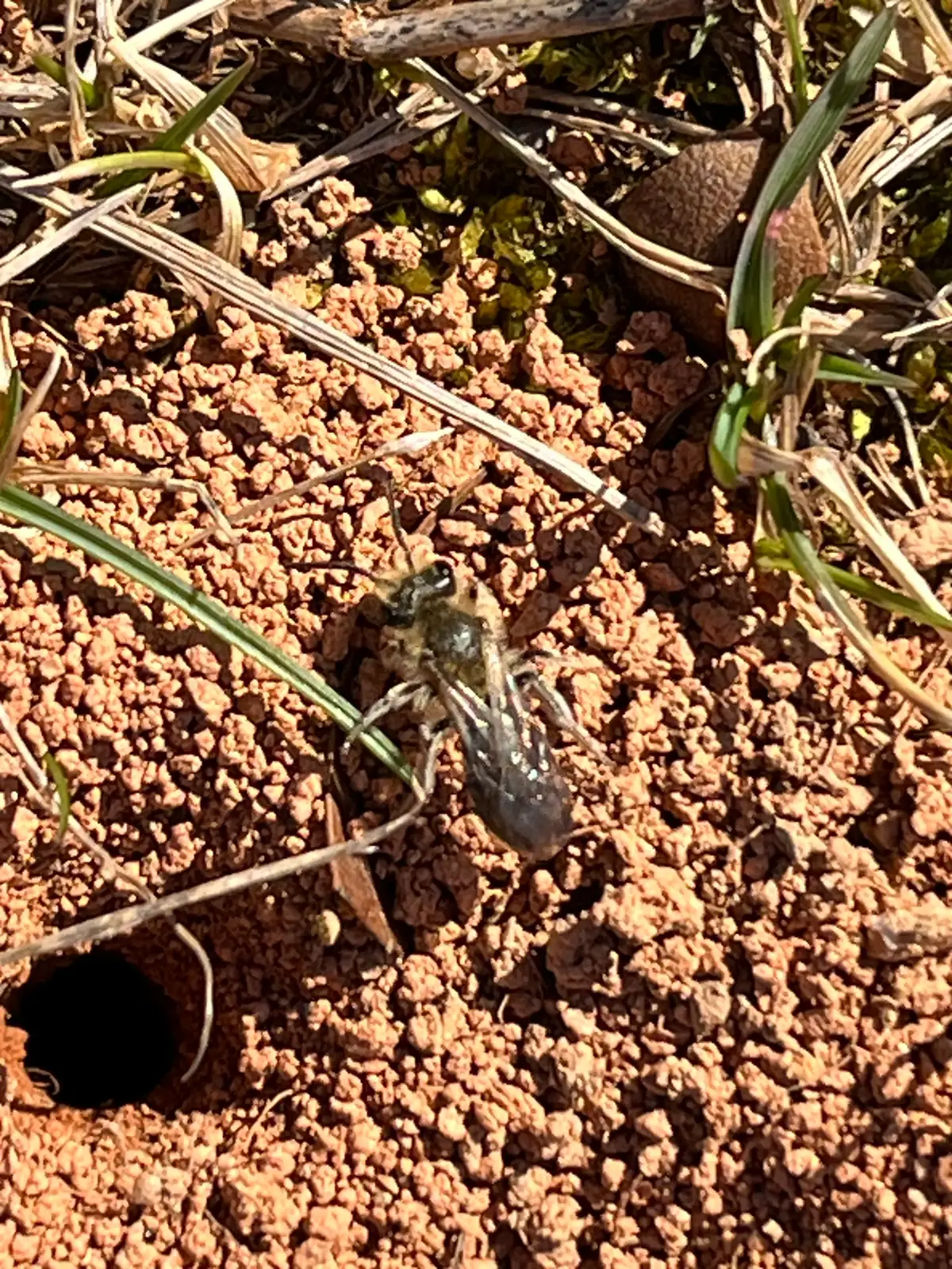 Dark mining bee with pale hairs and smoky wings standing on crumbly bare red clay among grass blades, with a round, open burrow entrance at the lower left