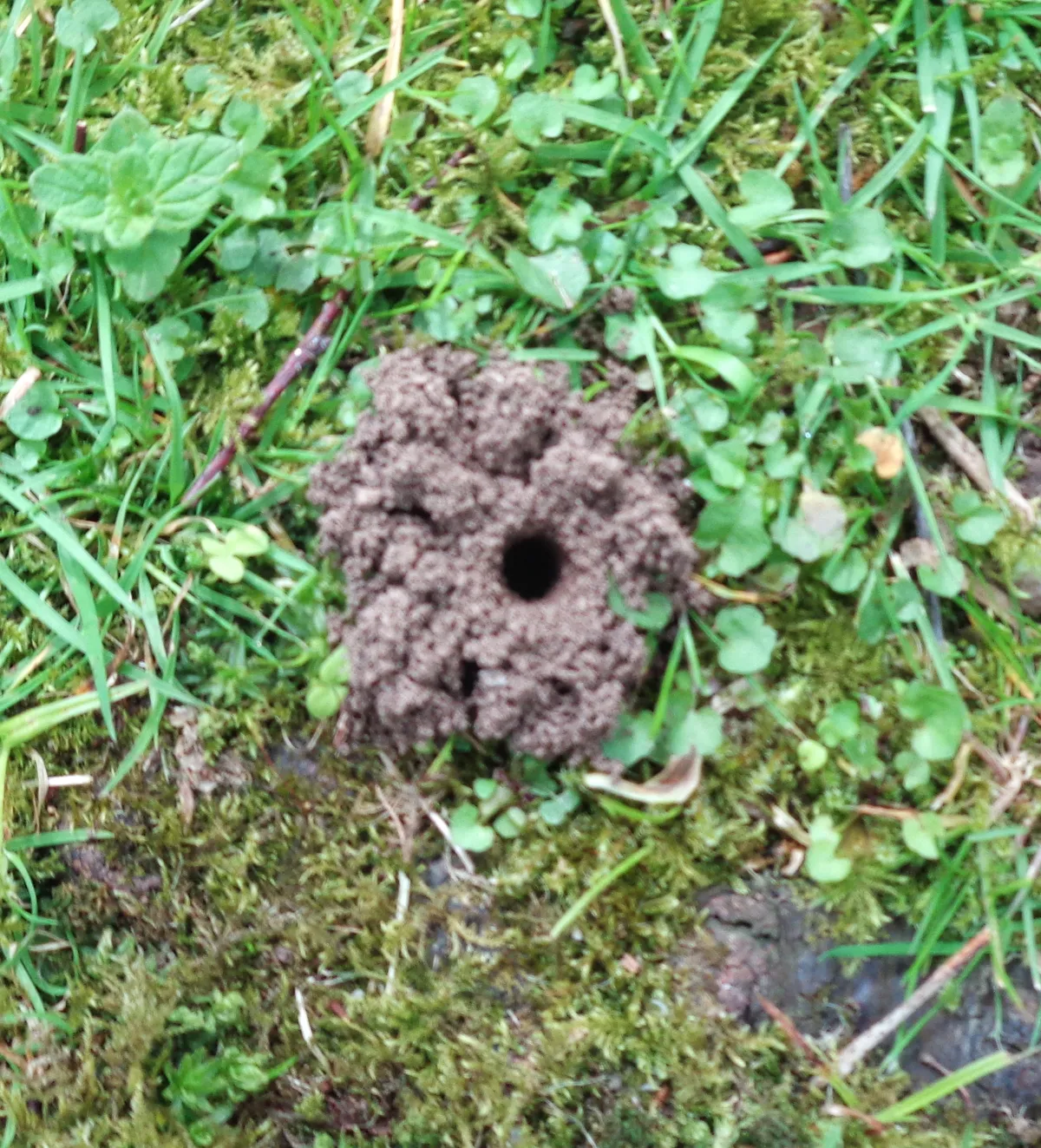 Small round hole in the middle of a little mound of crumbly soil in a lawn