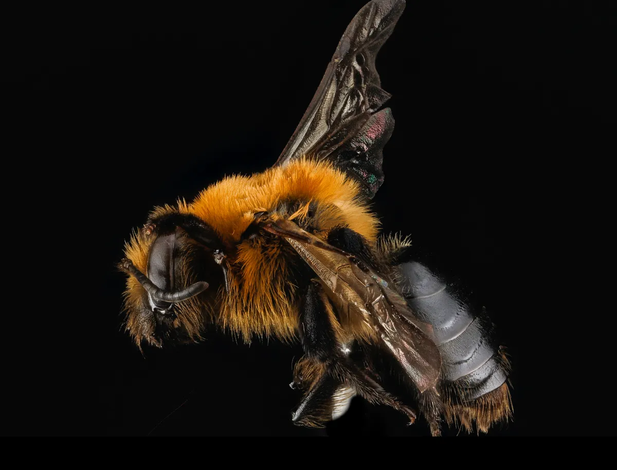 Side view of a mining bee specimen with dense orange-brown hair on its head and thorax and a dark, shiny abdomen