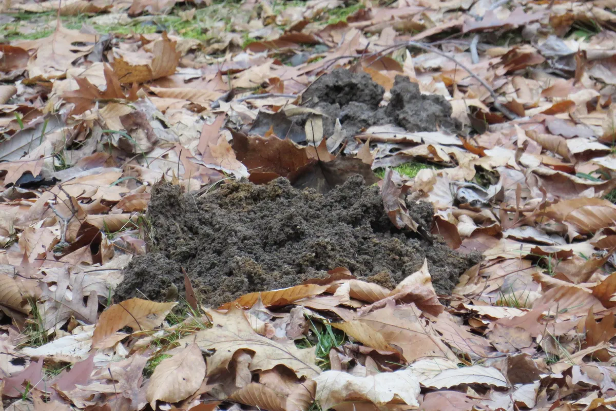 Two mounds of loose dark soil pushed up through a carpet of brown fallen leaves, with no open hole