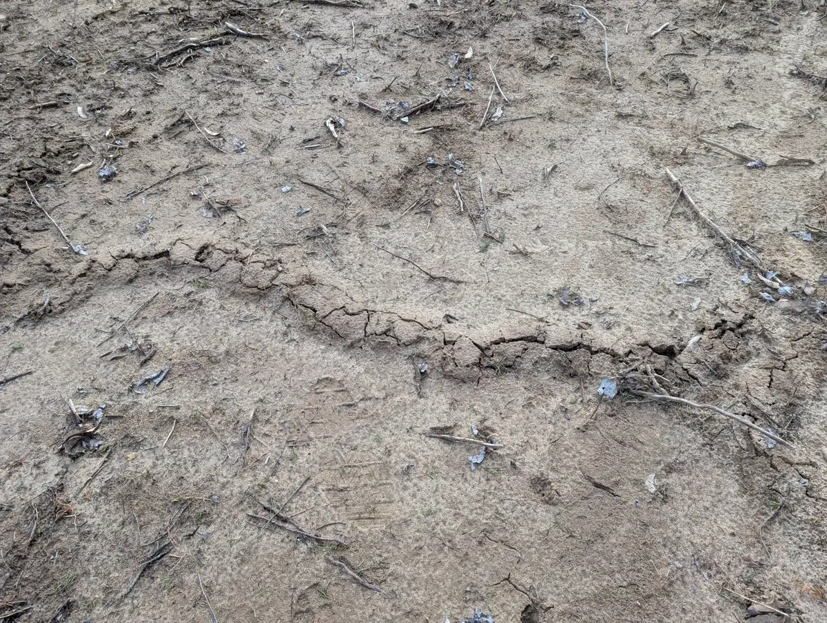 Raised, cracked ridge of soil running across bare sandy ground where a mole tunneled just below the surface