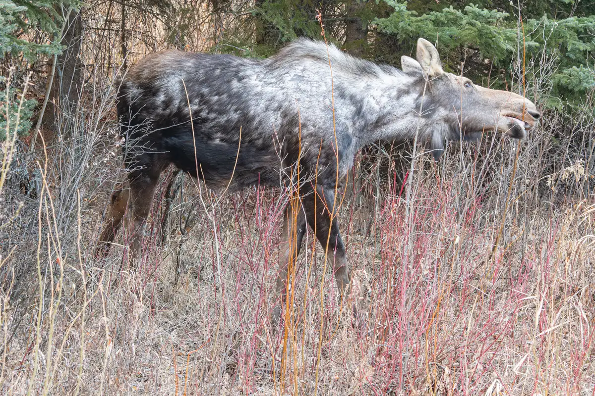 Moose standing among bare red-stemmed shrubs and dry grass in front of spruce trees, its dark coat broken by large pale grey patches