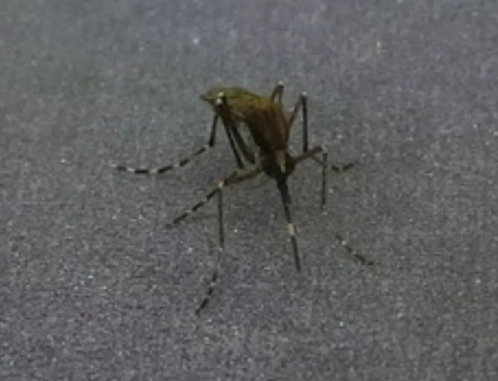 A brown mosquito with long, white-banded legs standing on gray fabric
