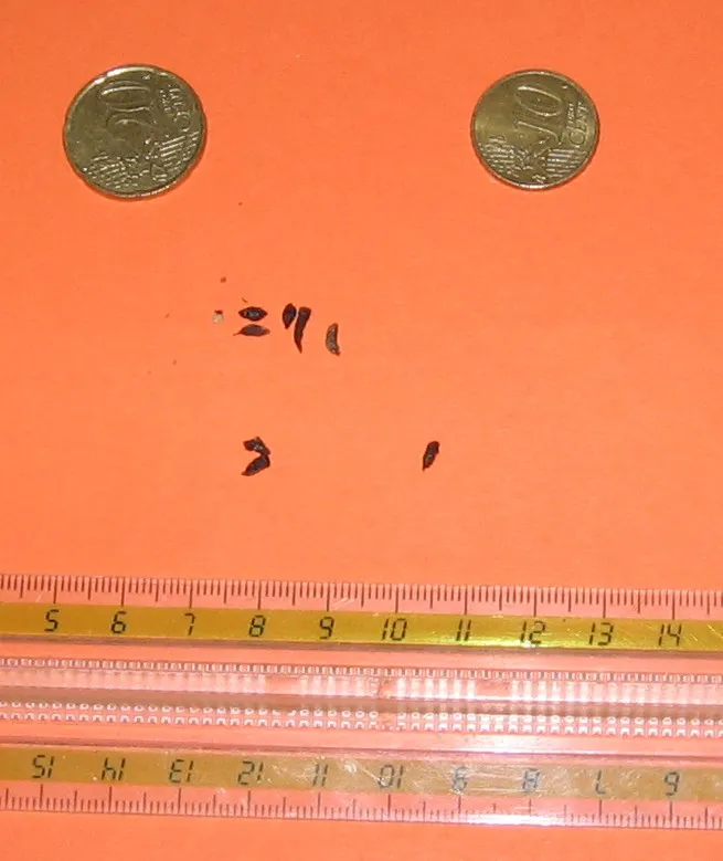 About seven small dark droppings on an orange surface, with two coins above them and a ruler marked in centimeters below