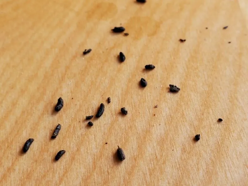 About twenty dark, rice-shaped droppings, several with one pointed end, scattered with a few crumbs across a light wooden surface