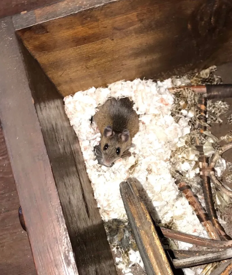 Brown mouse looking up from a nest of shredded white padding in the corner of an old wooden desk drawer