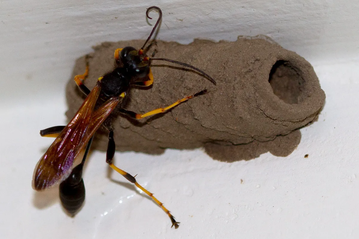 Black wasp with yellow and orange legs, long curled antennae and amber wings on a rounded gray-brown mud cell with an open hole at one end, on white-painted wood