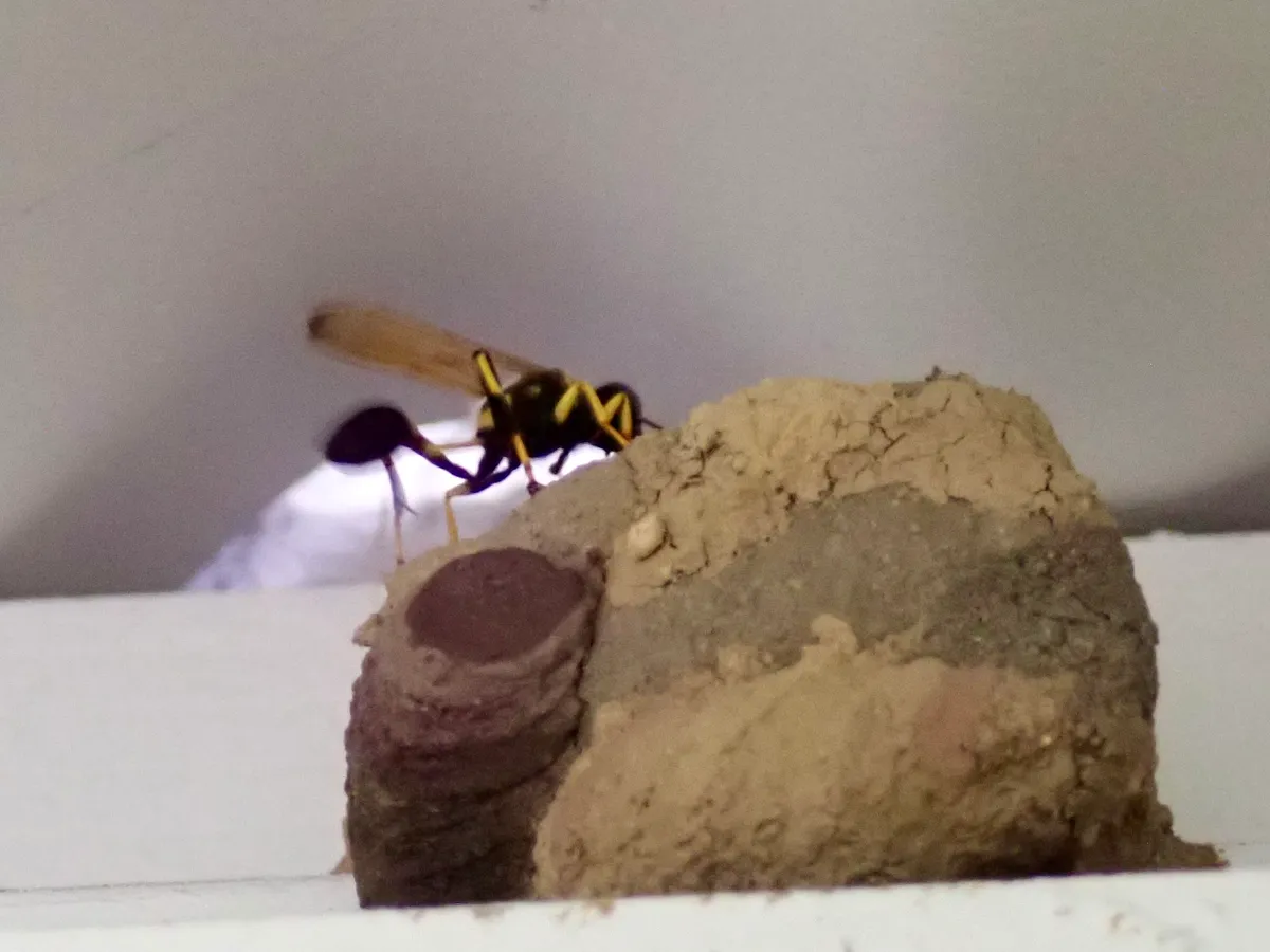 Black wasp with yellow legs and a thin waist standing on a lumpy tan mud nest of several cells, one cell end closed with a dark round cap, on a white ledge